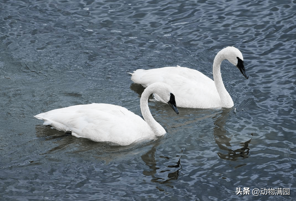 物种百科:黑嘴天鹅_雌鸟_游泳_全身