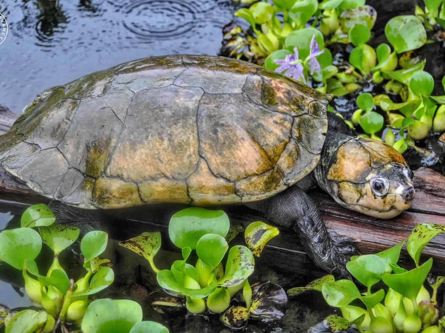01马岛大头龟不仅如此,马岛大头龟的身世也很独特