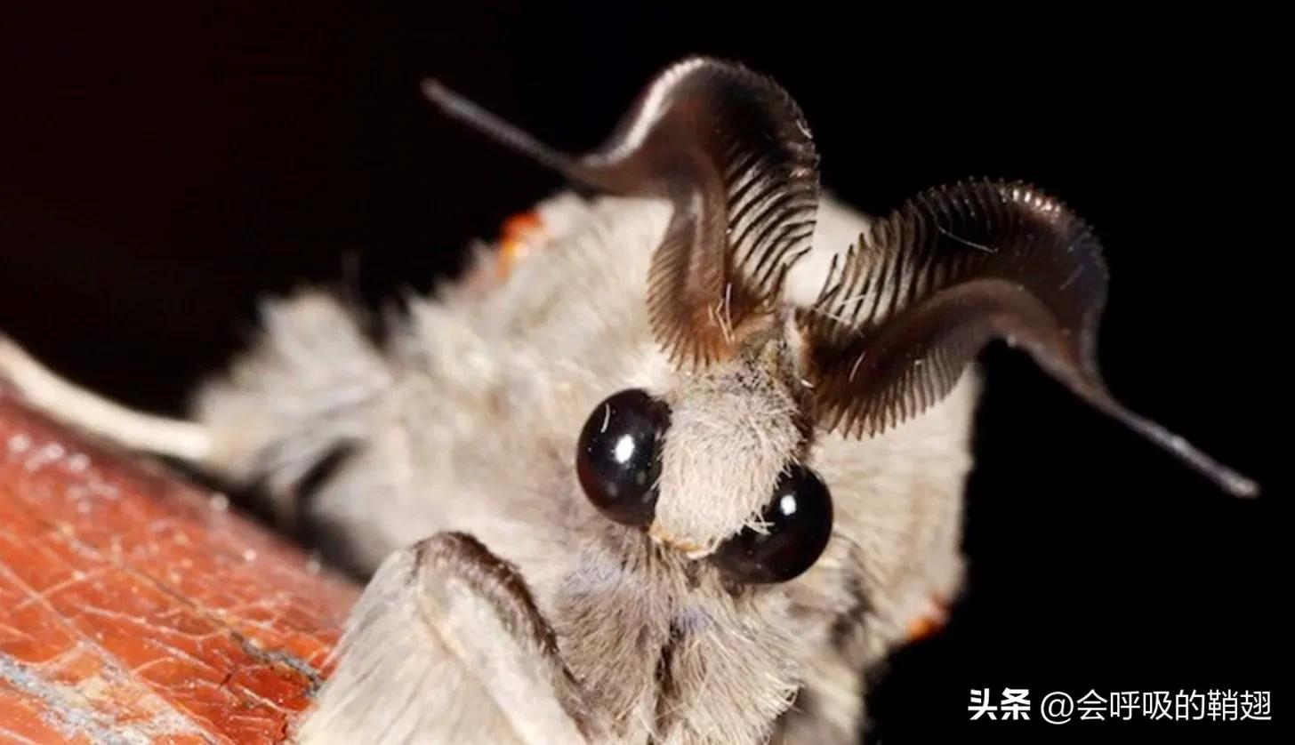 此外,蛾类的眼睛还具有先进的对比敏感度,这对于飞蛾在夜间活动至关