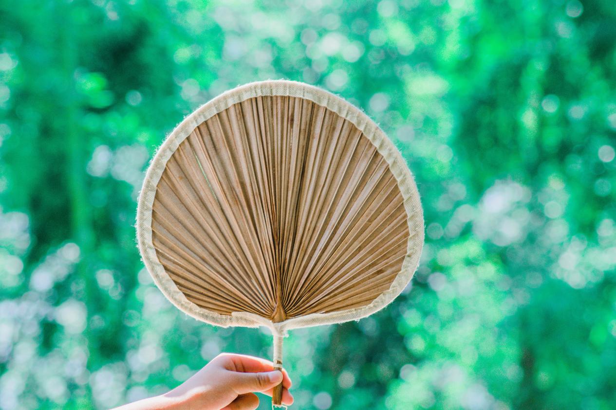 儿时爷爷奶奶手中常用的蒲扇,竟有着活血排毒的奇效!_药材_文化_叶片