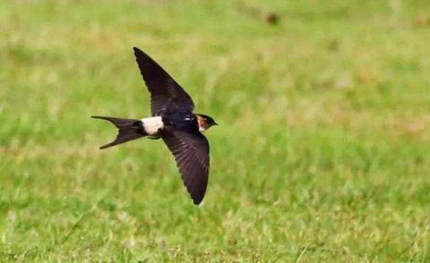 燕子飞往南方过冬，为何在春天又会飞回来？就呆在南方不好吗？_天气_原因_因为