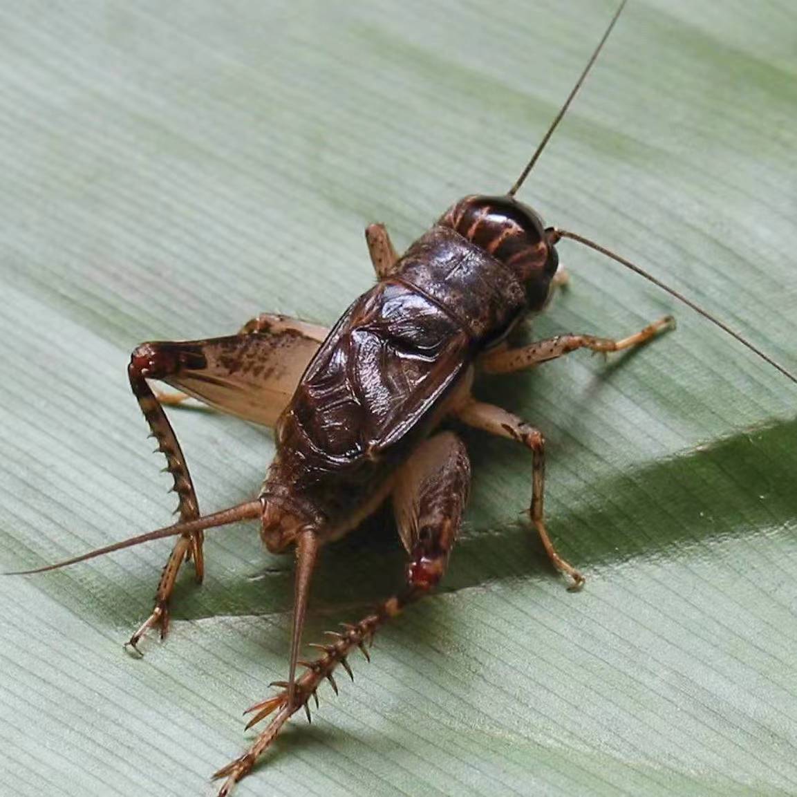 斗蟋蟀品种图片