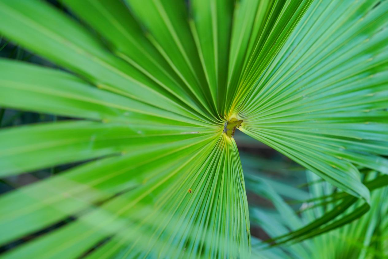 儿时爷爷奶奶手中常用的蒲扇,竟有着活血排毒的奇效!_药材_文化_叶片