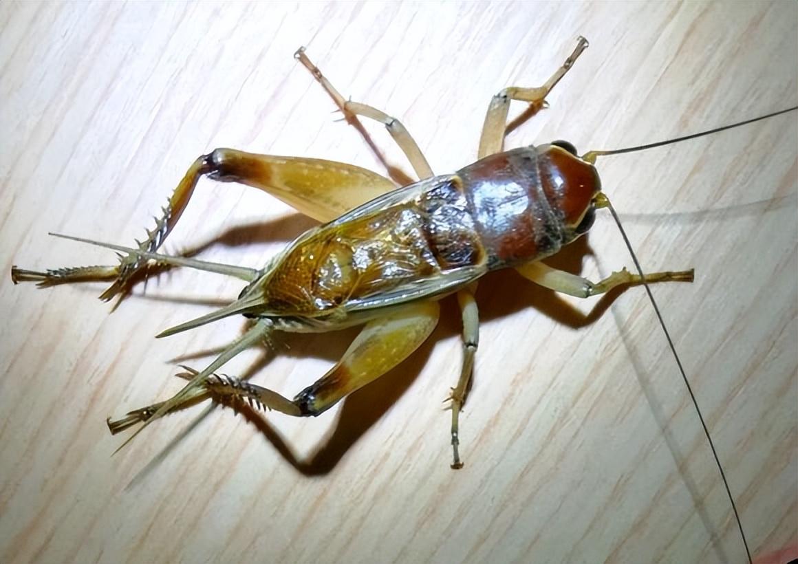 蟋蟀的品种 种类图片