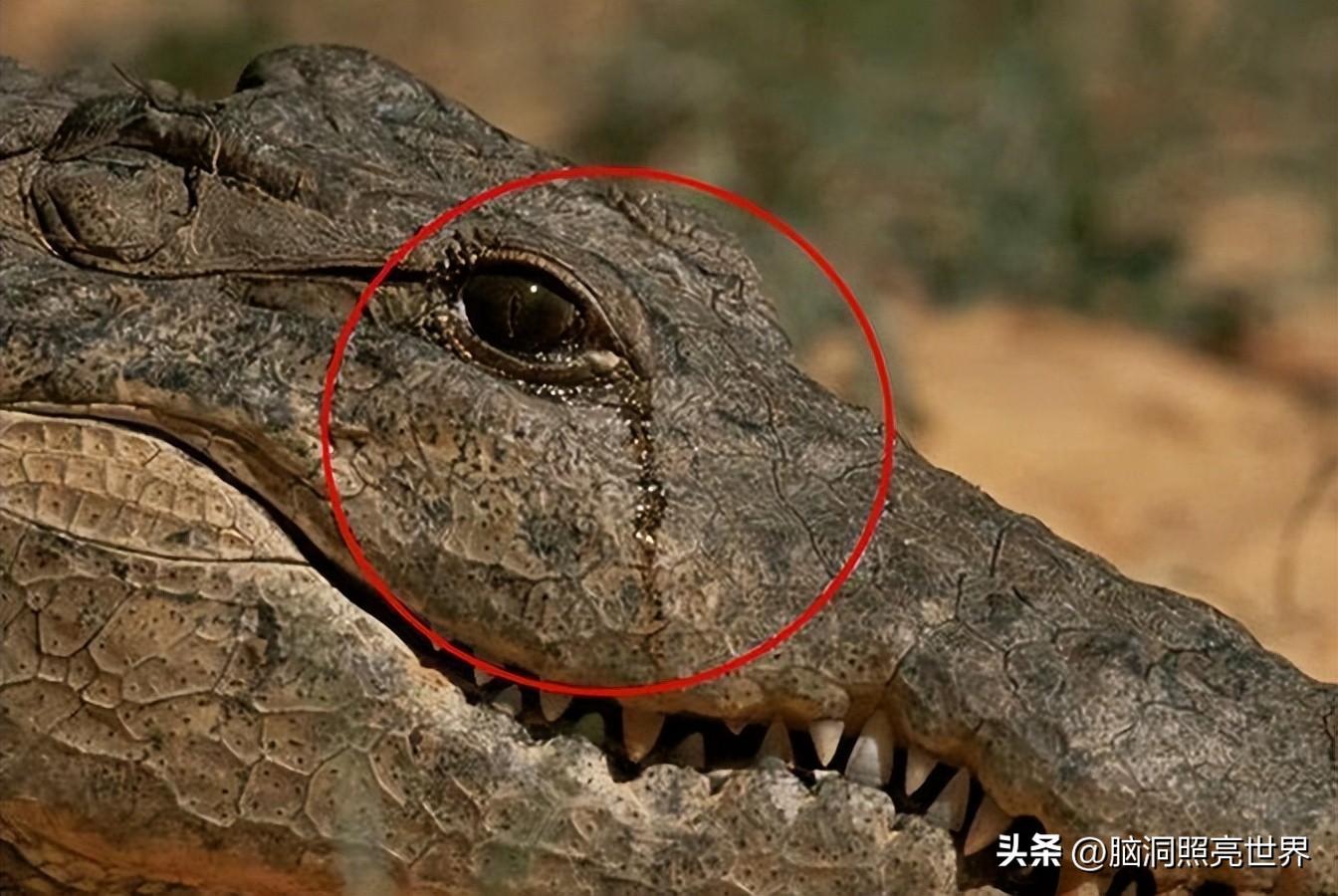 为什么鳄鱼在吃猎物时,会情不自禁的流眼泪?