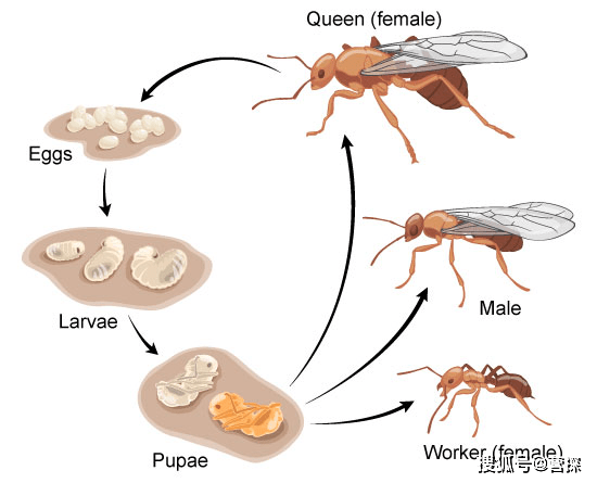 蚂蚁的别名生命周期图片