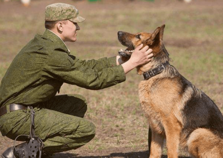 主人的军犬图片