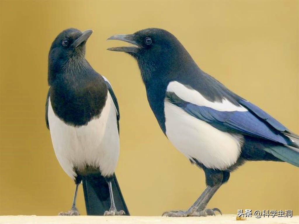 喜鹊窝为什么不怕雨雪?