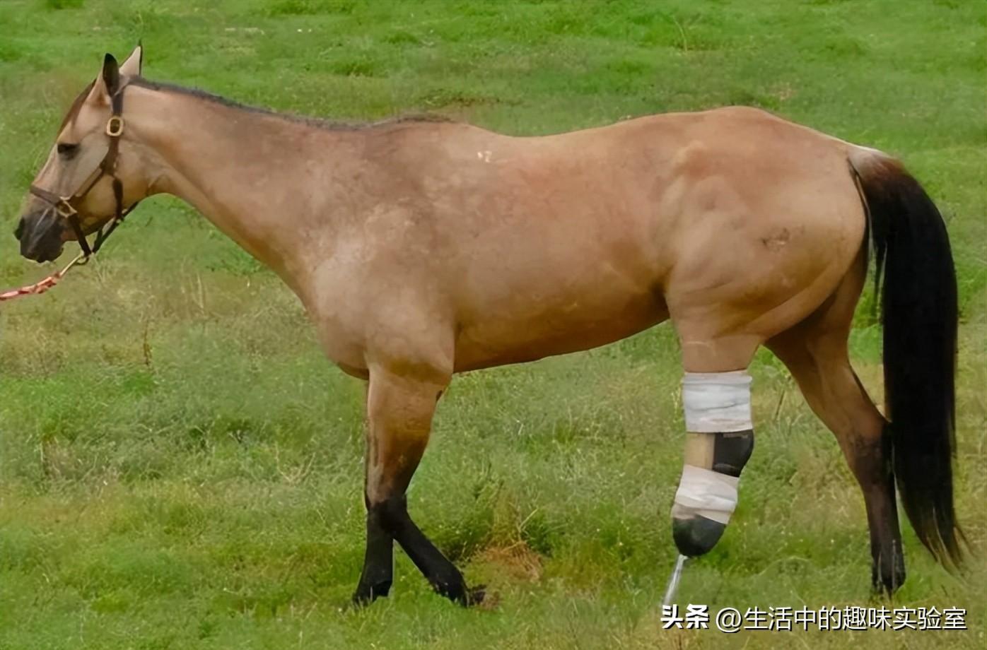为何其它动物少了一条腿还可以存活,但马少了一条腿就必死呢?