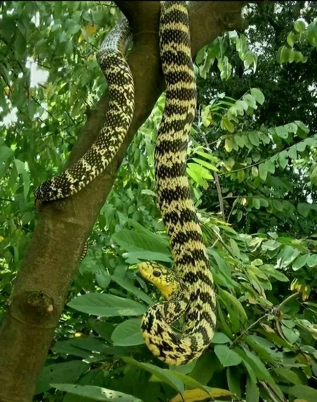 国外之神眼镜蛇,闯入我国,被无毒的王锦蛇吃掉了_毒蛇_毒液_臭味