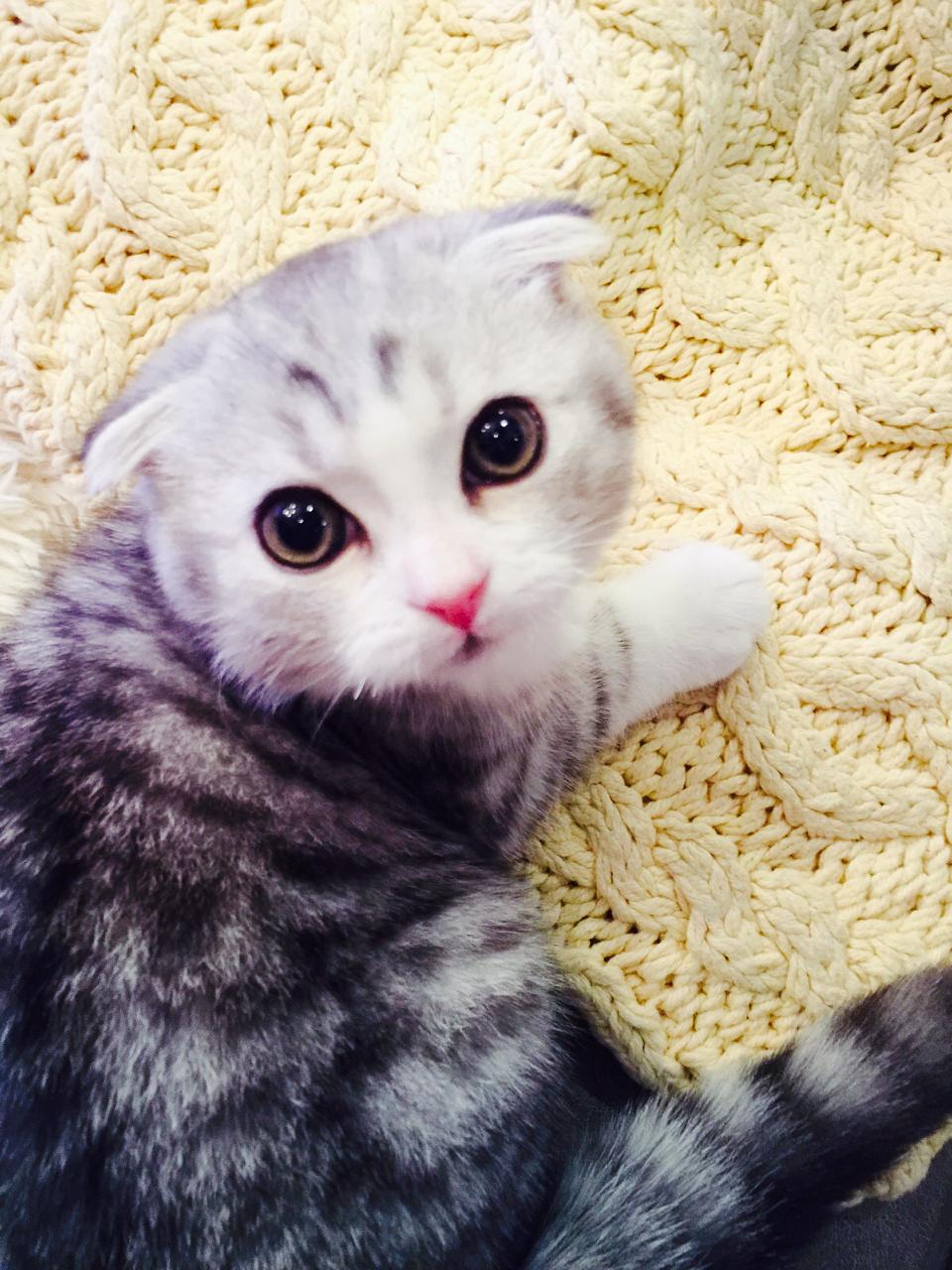 猫咪怀孕有什么注意事项?孕期如何照顾猫咪?