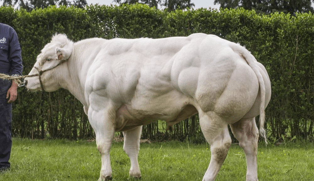牛也有可能不是吃素的_健身_生物_人们