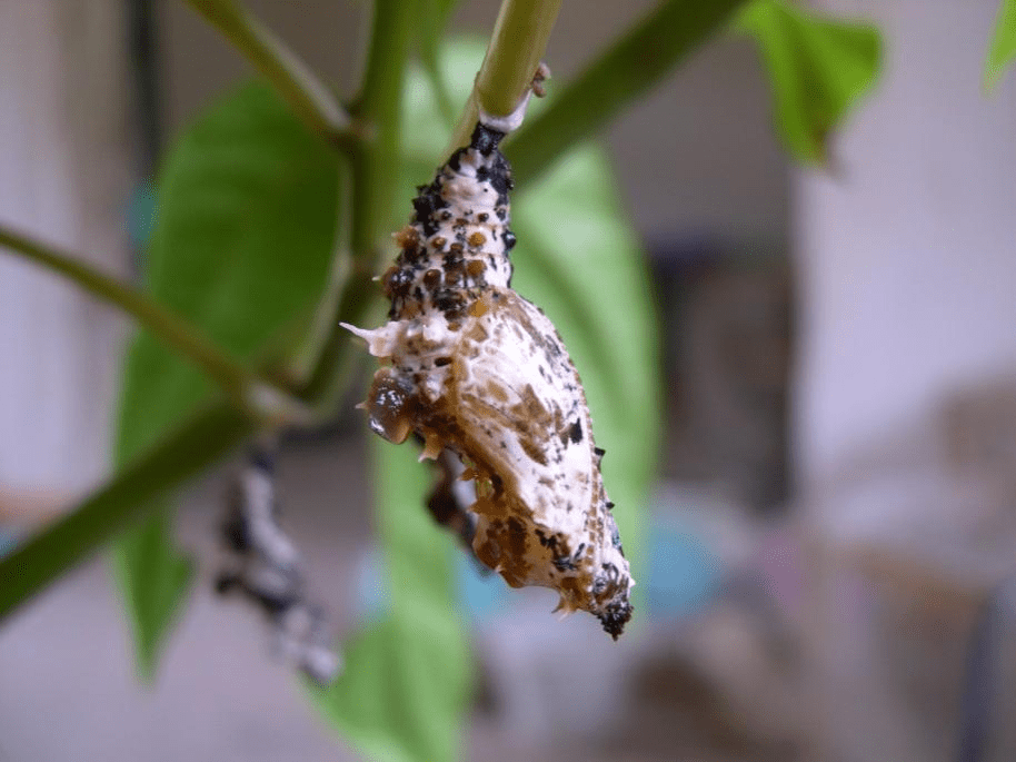 白带螯蛱蝶幼虫图片