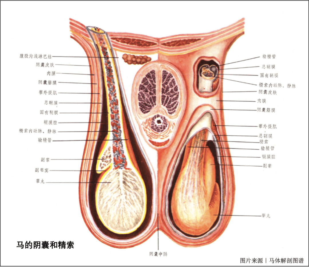 马的生殖系统简述