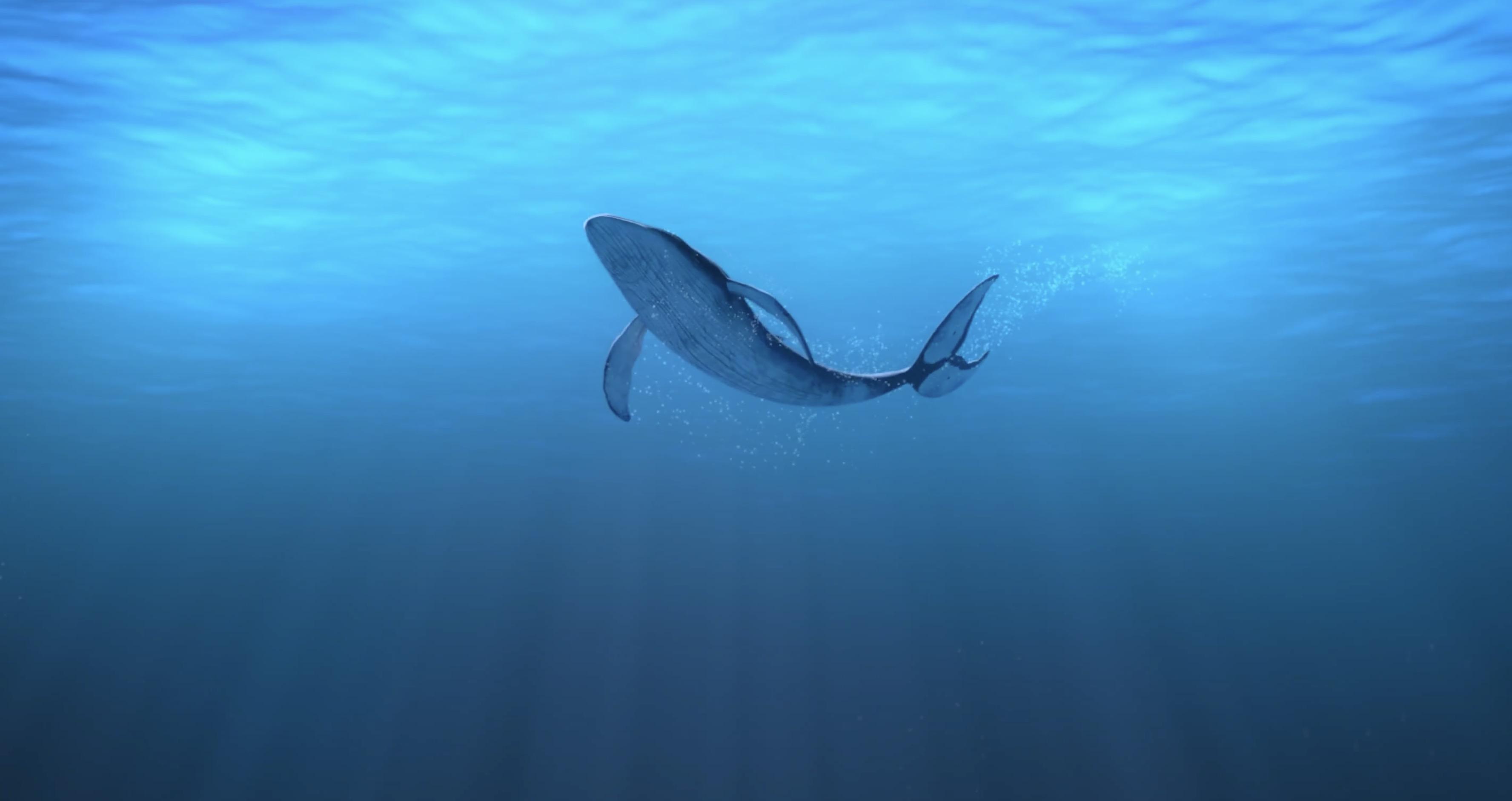 与此同时,能发射52赫兹声波的孔明灯也坠入海中.