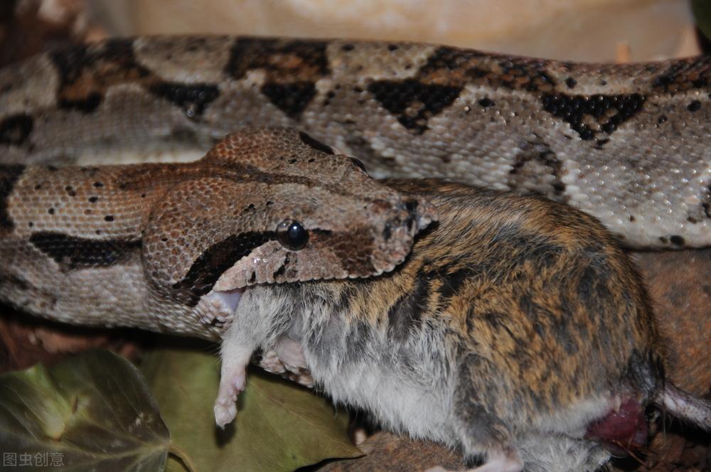 你知道蛇为什么能吞下比它的头大很多的食物吗?