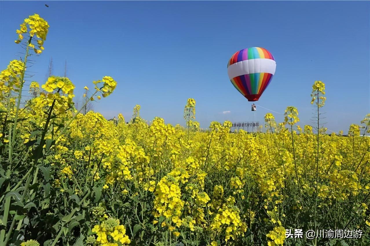 成都冉义镇油菜花图片