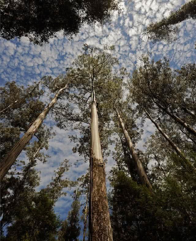 世界上最高的树比50层楼还要高，中国禁止种植，理由让人无力反驳(图2)
