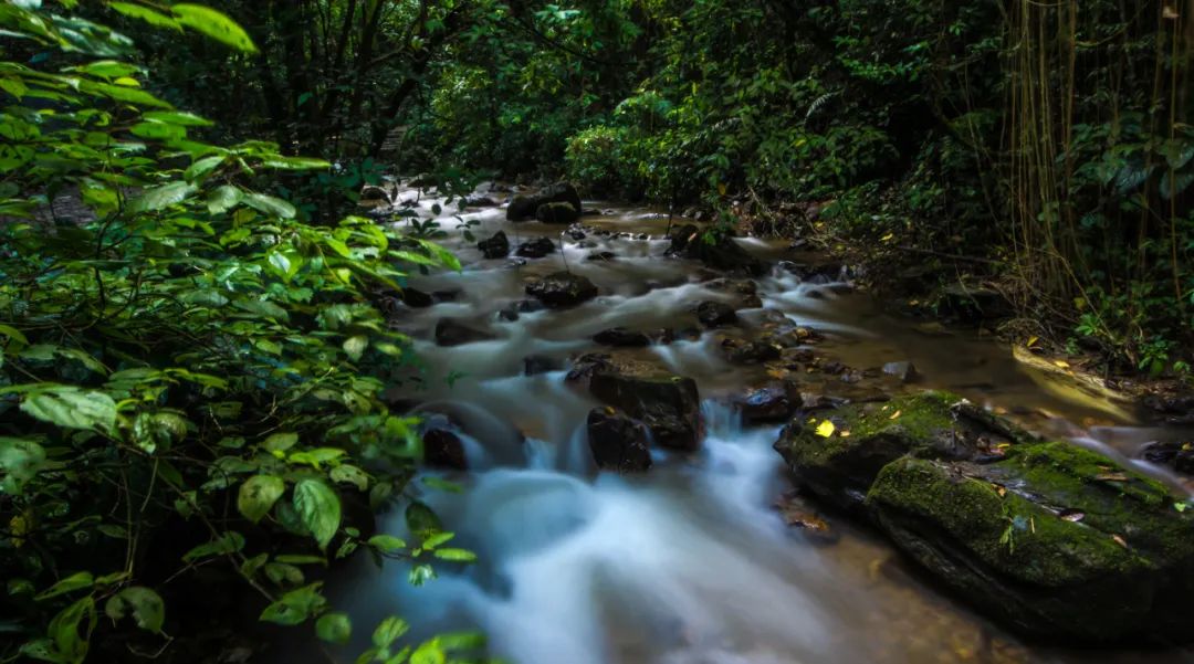 乐享云南 | 美景·瑞丽莫里热带雨林