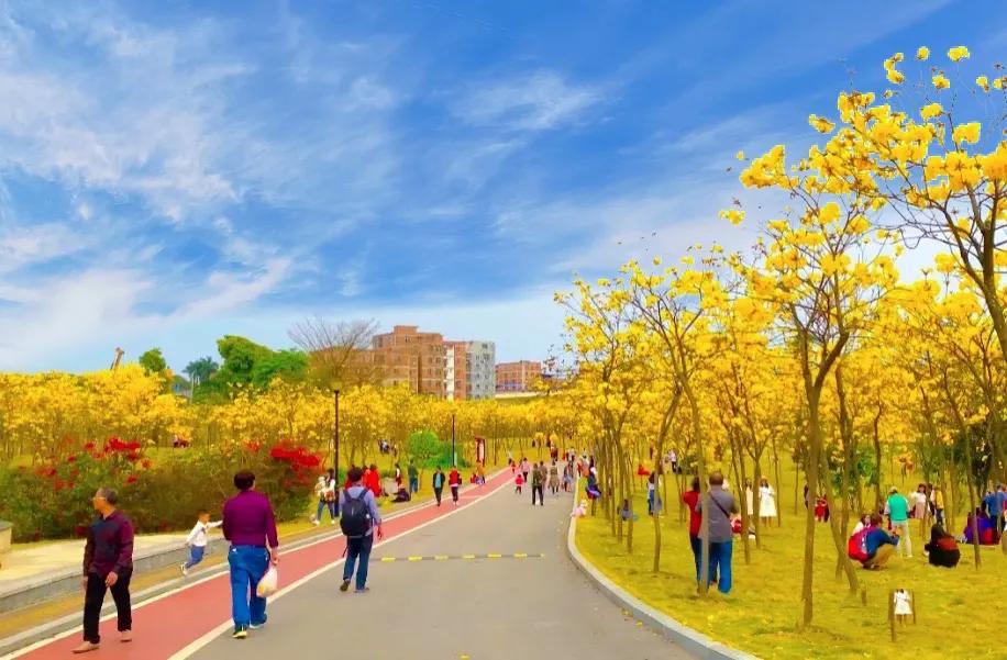 广西最美花海,南宁江南公园黄花风铃木盛开_大道_高原上_吉祥