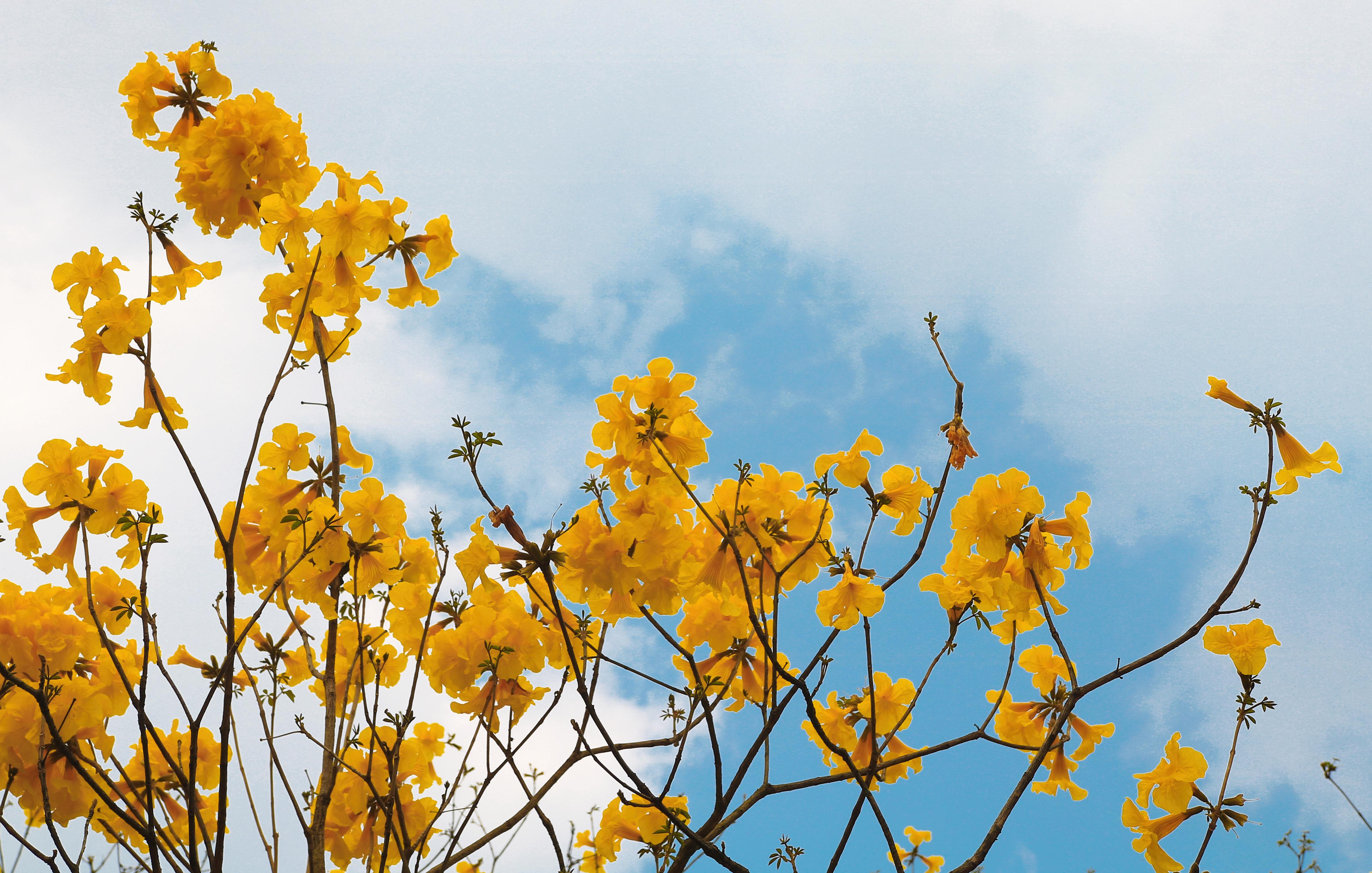南宁狮山公园的黄花风铃木已悄然绽放,别错过它短暂的花期