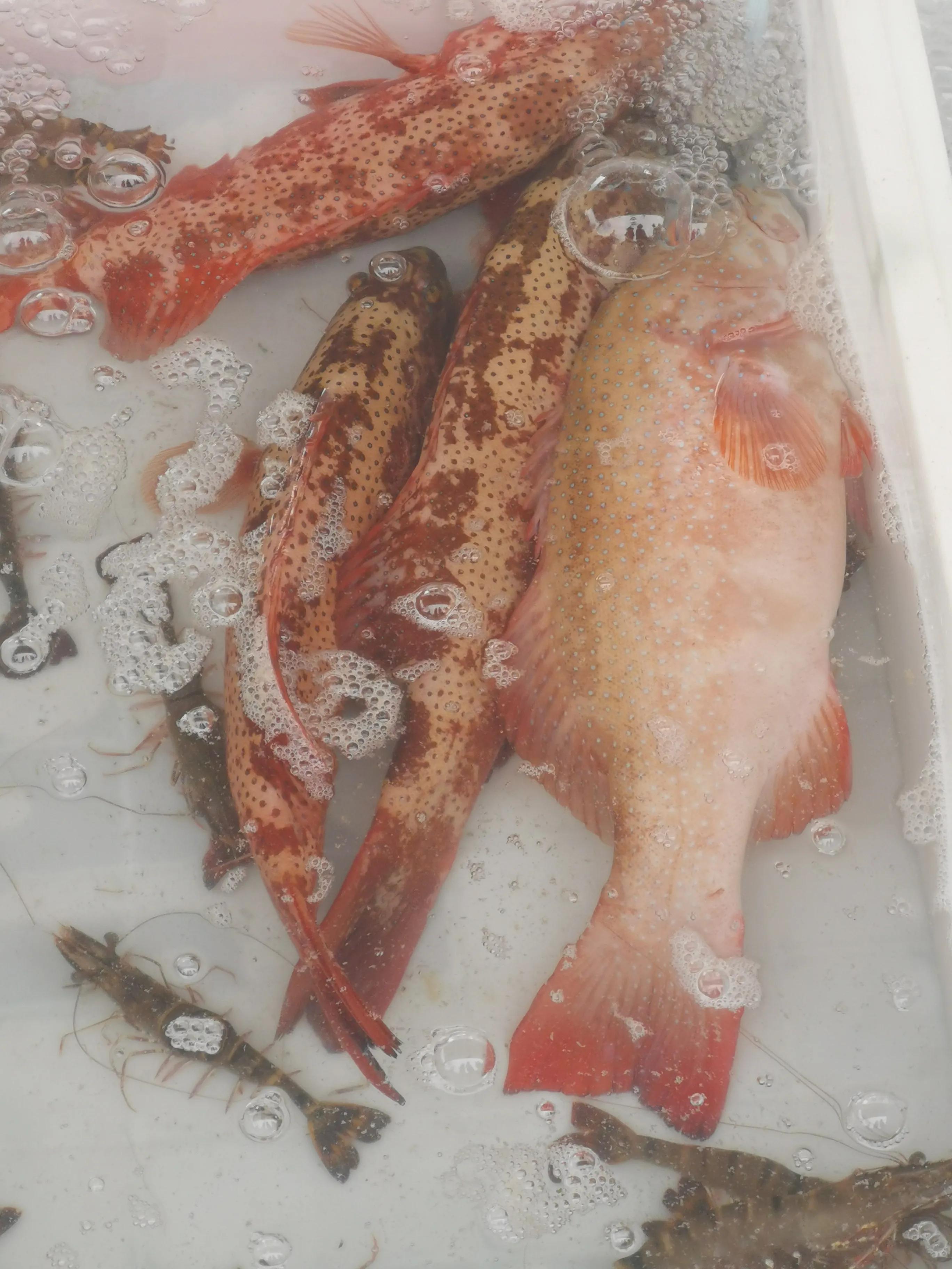 威海人海南陵水看海鲜(二)_鲶鱼_价格_生活