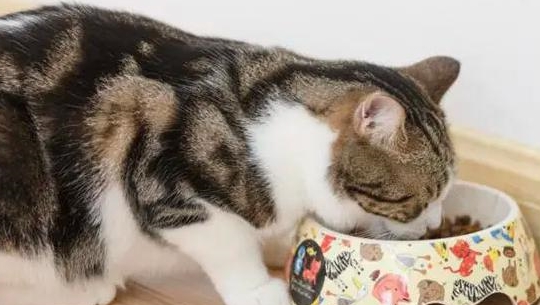 猫咪吃猫粮易得哪些病?来看看吧 猫咪吃猫粮易得哪些病?来看看吧