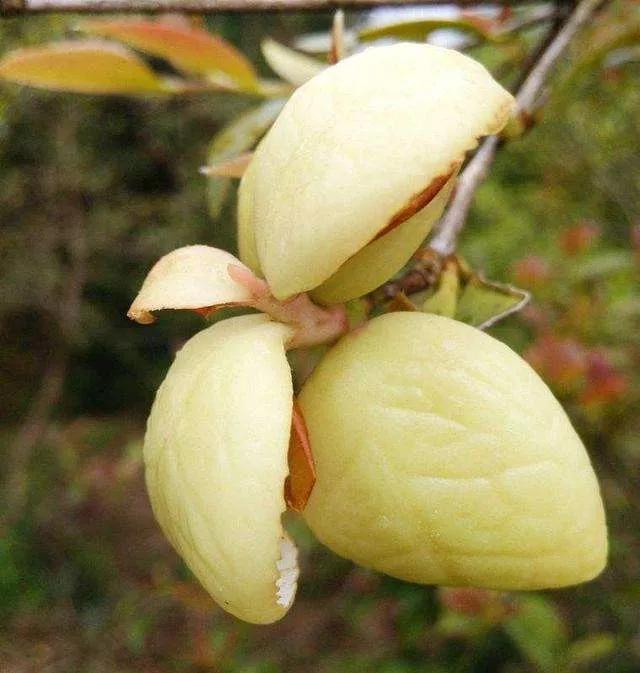 中國特色野生美食《山茶泡,山茶耳》_茶樹_口感_變異