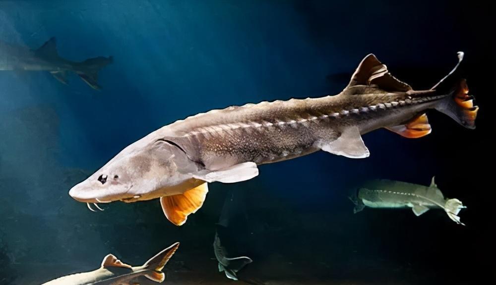 被誉为"鱼类活化石","水中大熊猫".