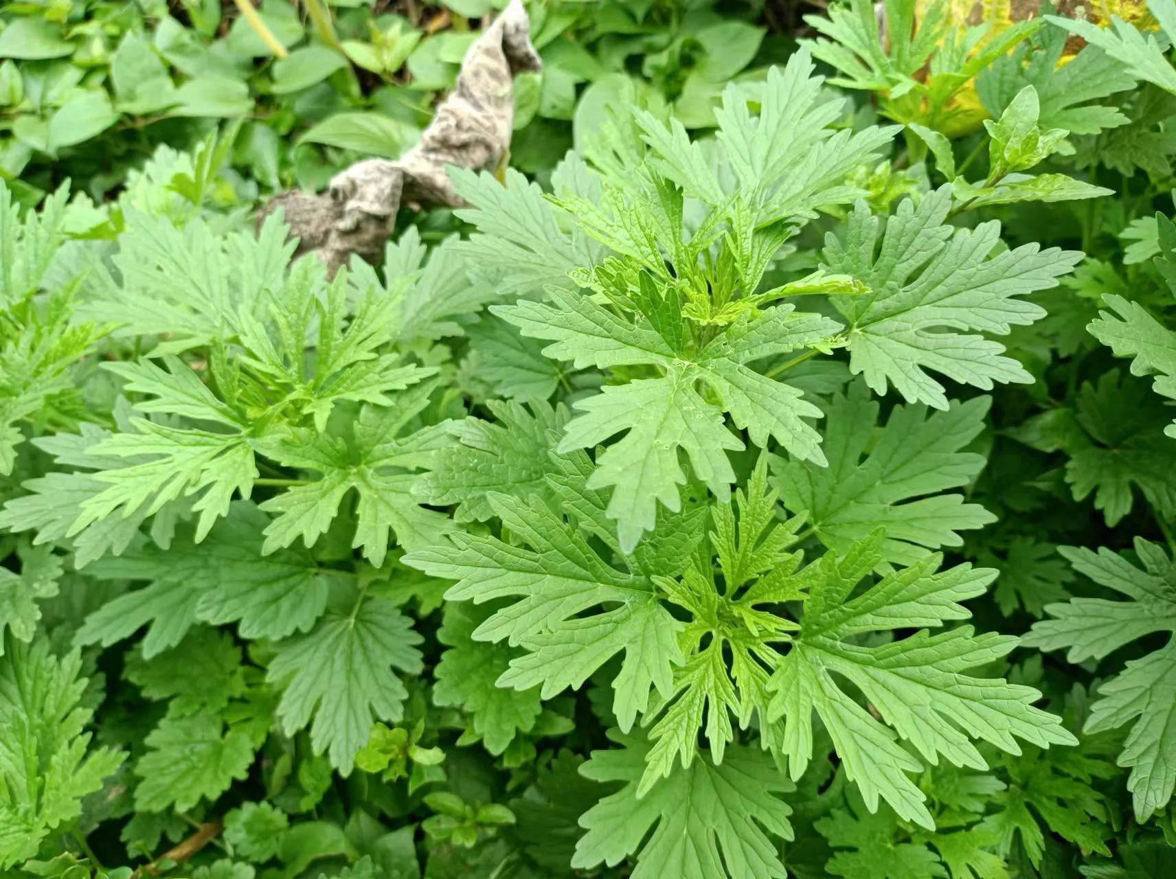 白花磨其草煮水擦身体图片