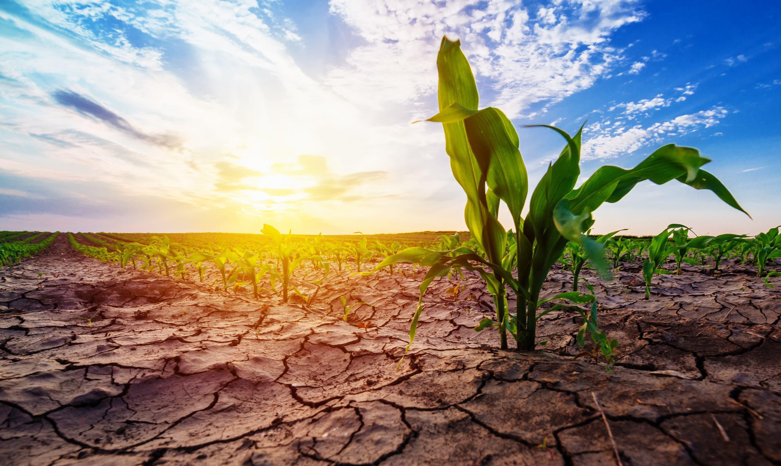 高温_酷暑_老百姓