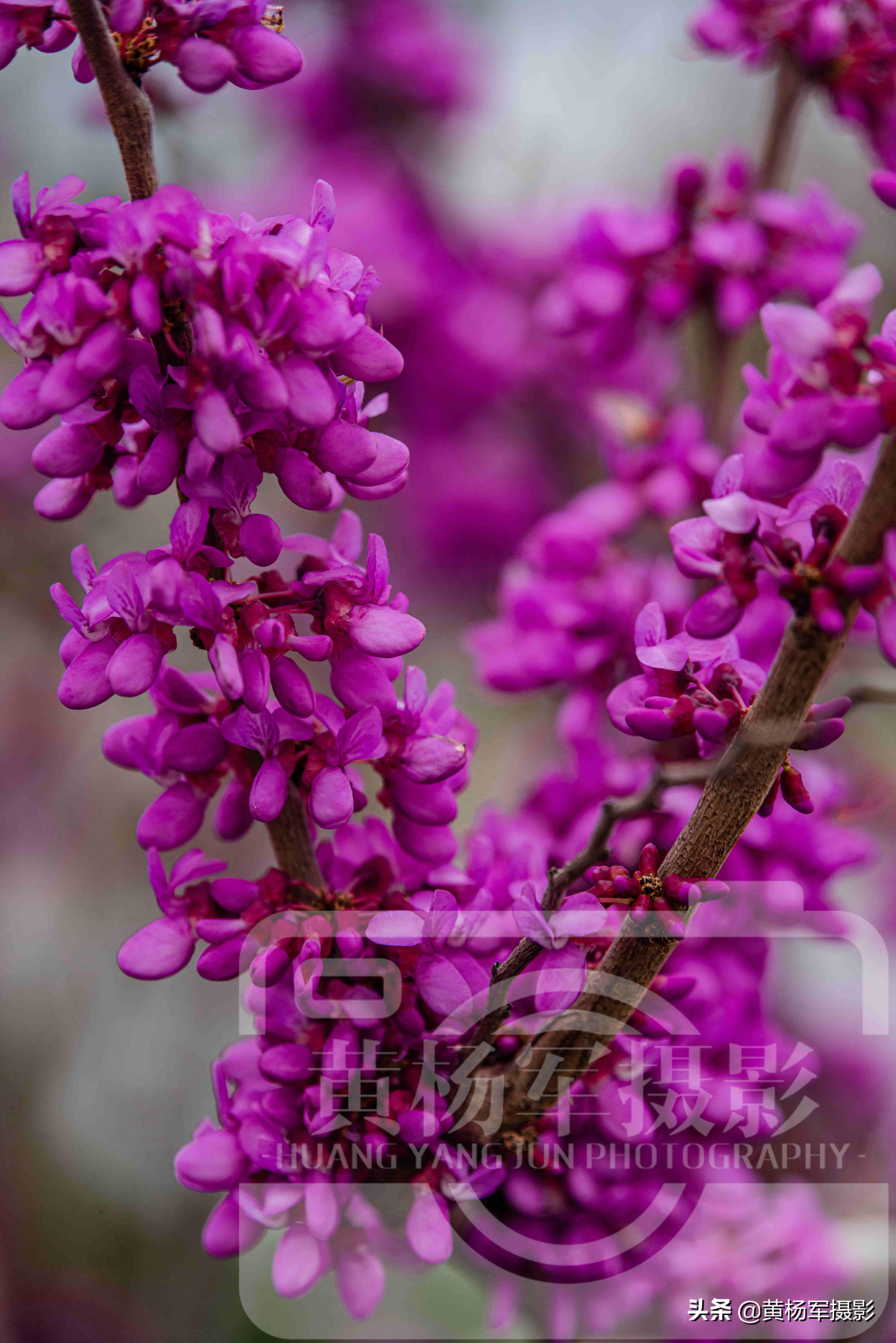 春天里娇艳盛开的紫荆花,娇小的花朵别致的美,紫红色妩媚的花卉