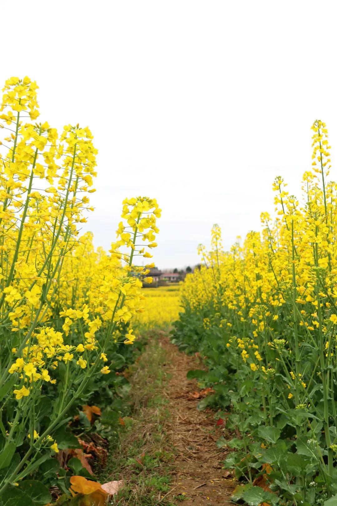 德阳油菜花图片