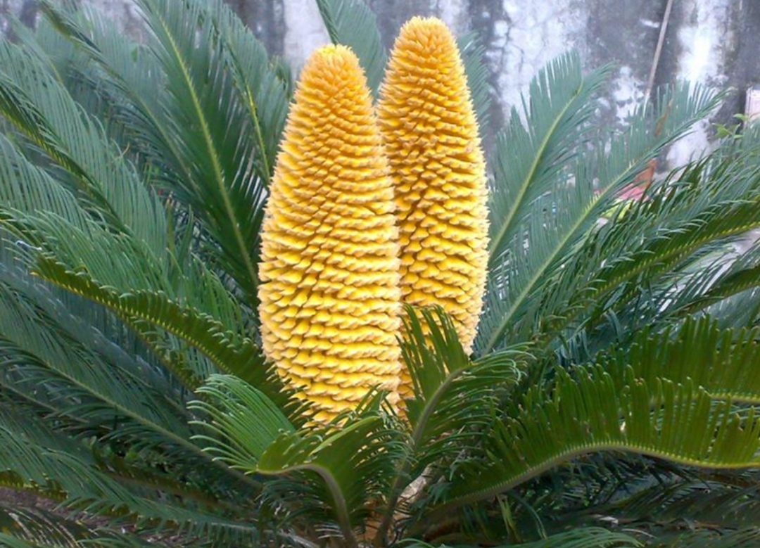 开花植物（开花植物喜欢什么土壤） 第7张