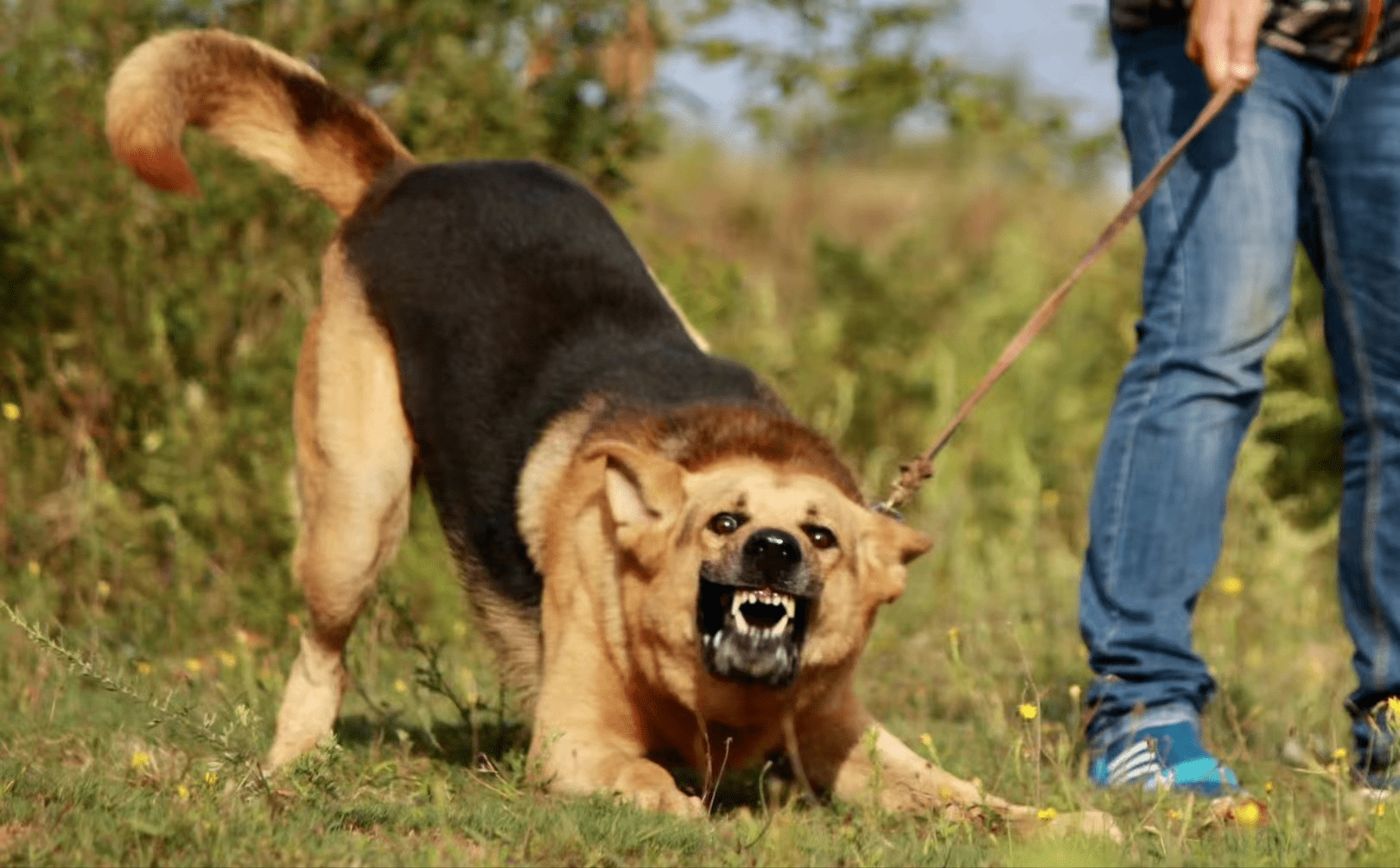 "中国军犬之王"-昆明犬,优秀不输国际名犬_训练_优点_主人