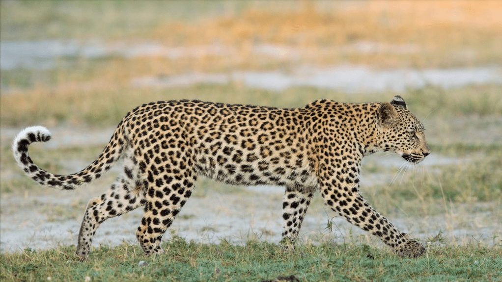 最凶猛的七种豹子,猎豹快过兰博基尼?