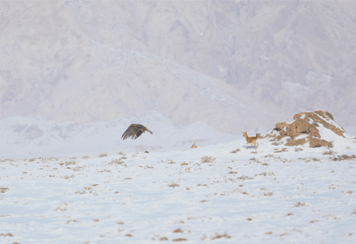新疆兵团一师四团：国家一、二级保护动物同框“出镜” 