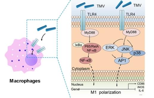 tmv通過激活tlr4/mapk/nf-κb信號通路誘導巨噬細胞向m1表型極化示意