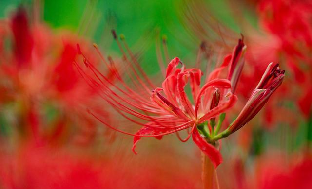 代表爱情的花（芍药花图片简笔画手绘） 第6张