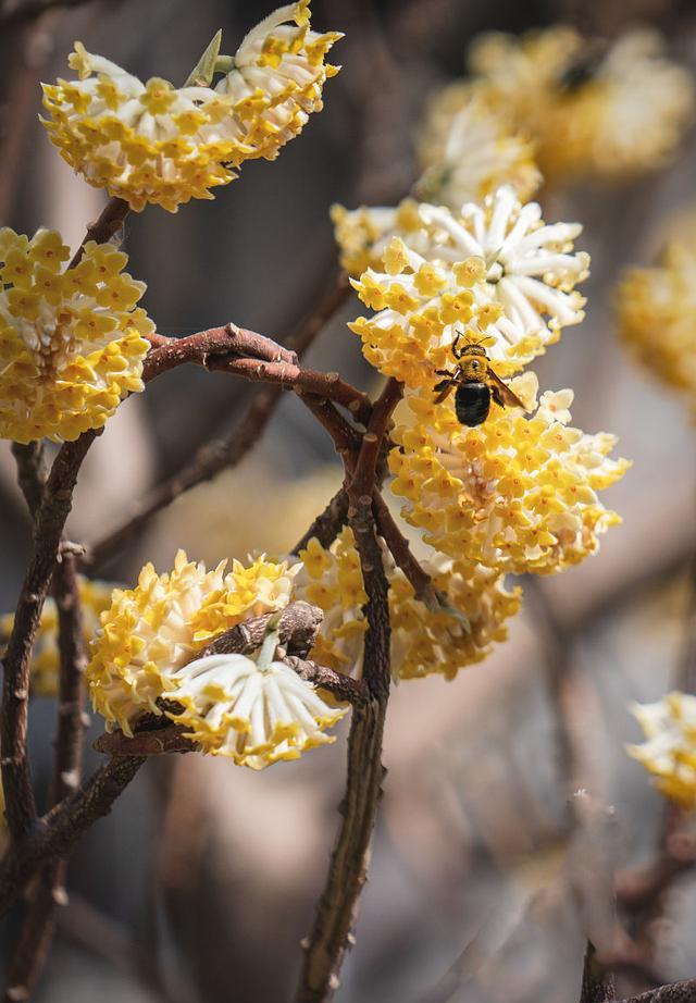 代表爱情的花（芍药花图片简笔画手绘） 第1张