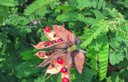 首先,雞骨草的種子俗稱叫