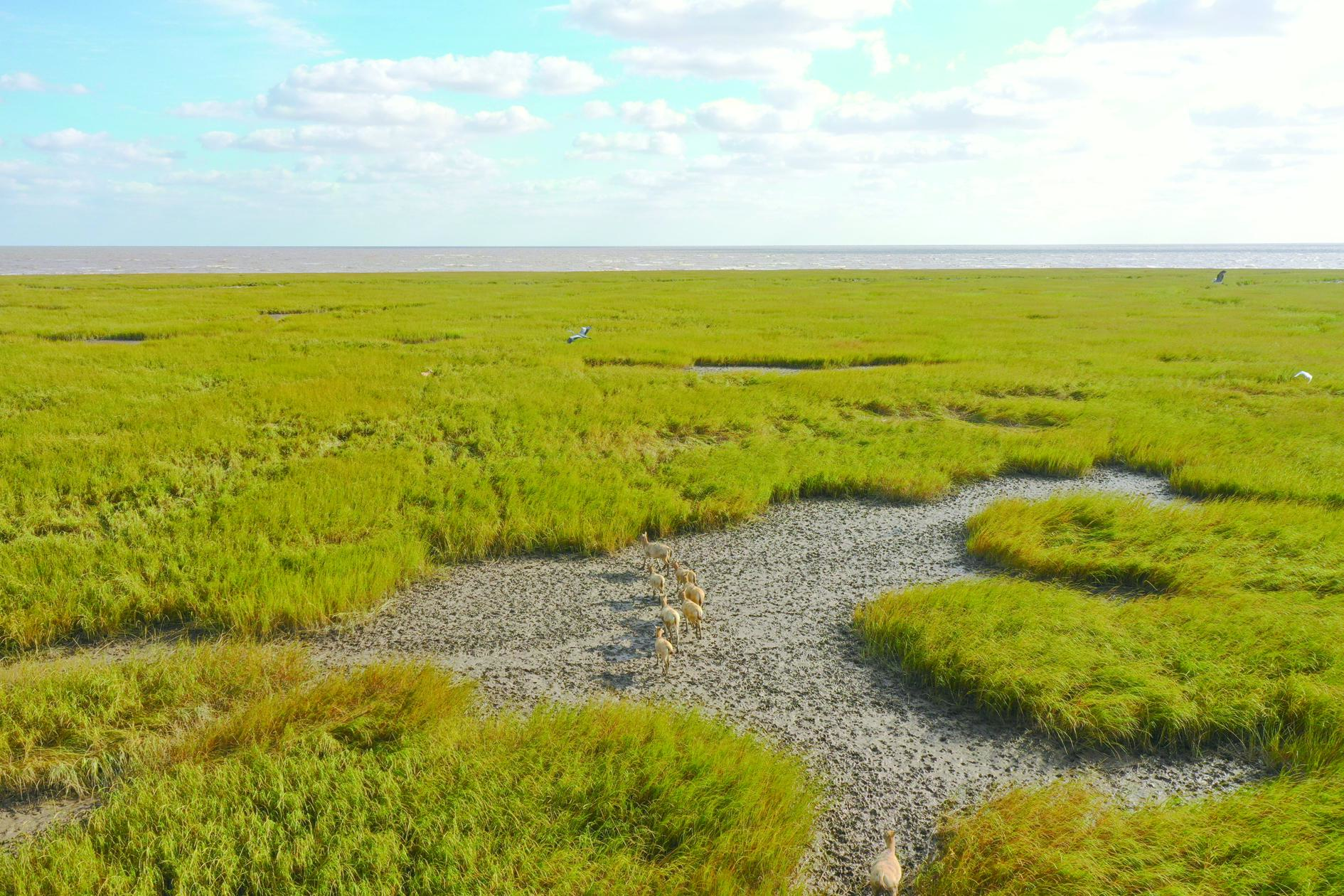 江苏盐城大丰:黄海湿地 灵动画卷_麋鹿_滩涂_保护区
