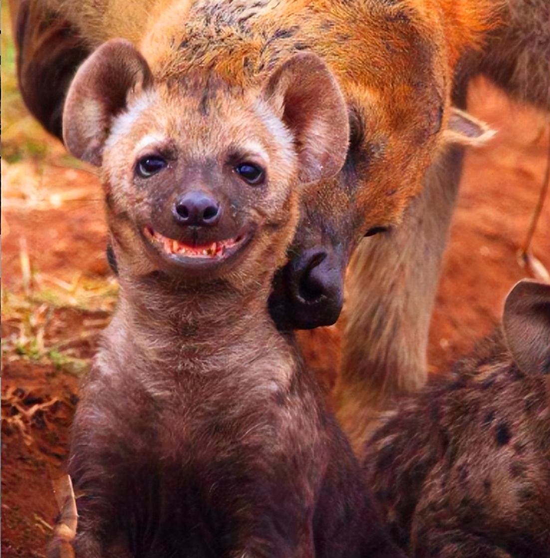 的口吻报道鬣狗相关的(大部分是动物园可爱的鬣狗宝宝出生啦之类的)