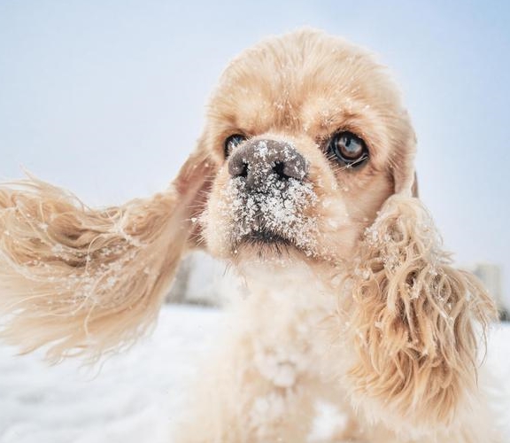 長耳捲毛可卡犬是怎樣成功風靡全球的?_獵犬_英國_狗狗