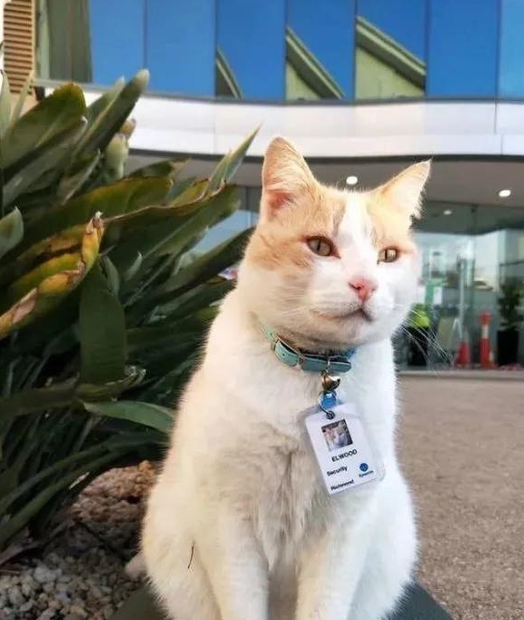 一家医院“聘用”猫咪做保安员，引发了一场不小的轰动