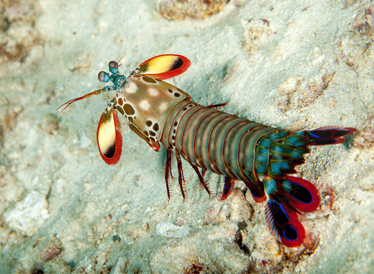 雀尾螳螂虾的天敌图片