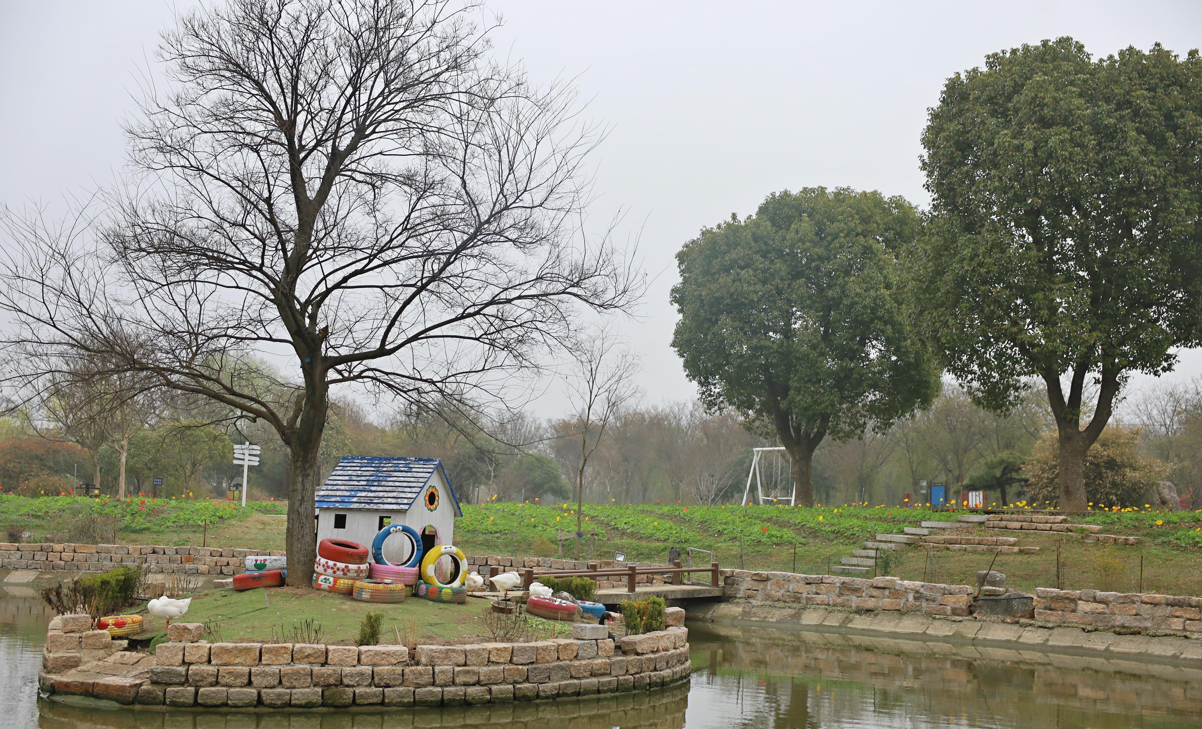 黑天鹅-鹅湖玫瑰文化园的一道风景_旅行_池塘_杨壮波