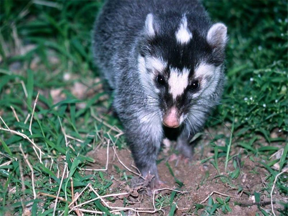 鱼鳅猫是什么动物?