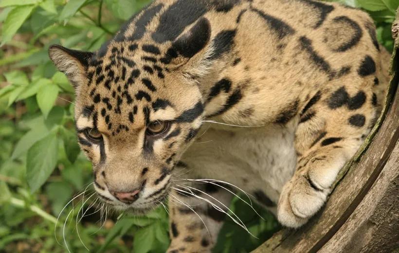 云豹(clouded leopard)