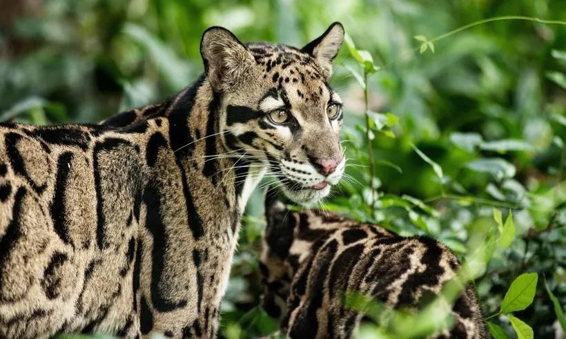 云豹(clouded leopard)